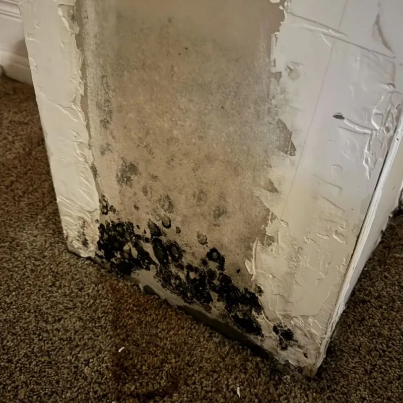 Professional Mold Removal in DeRidder, LA